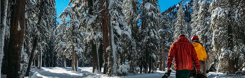 skiiers walking through snowy forest