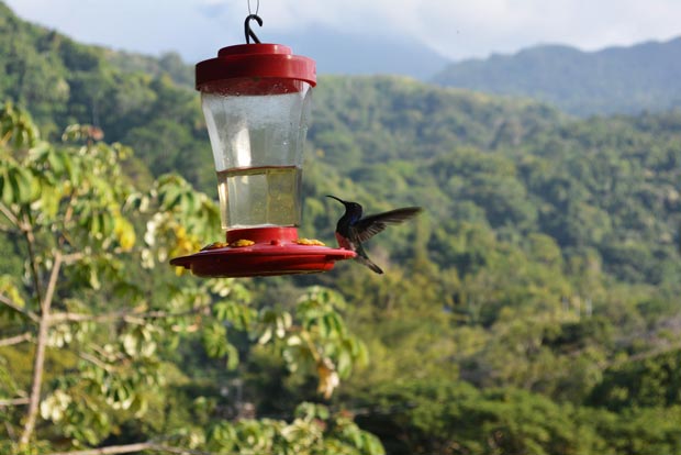 Hummingbird