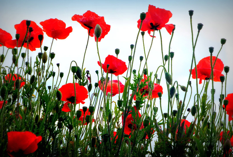 Lest We Forget: War memorials to visit on ANZAC Day | Cover-More NZ