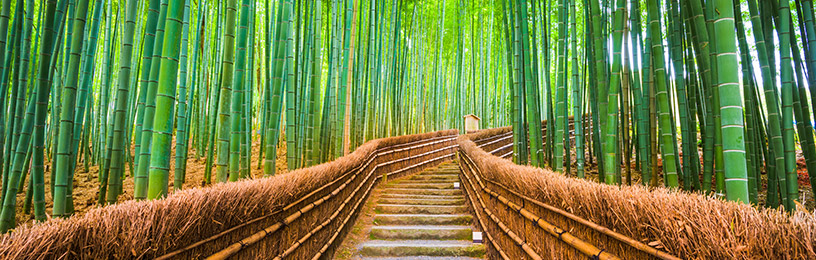 arashiyama-bamboo-forest