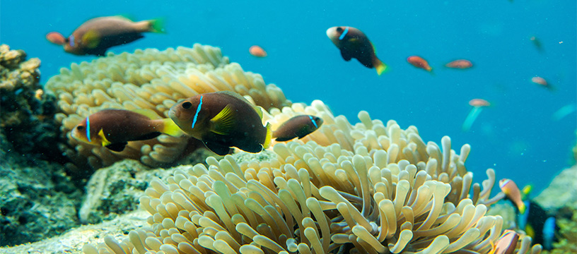 maldives-coral-life-and-marine-life