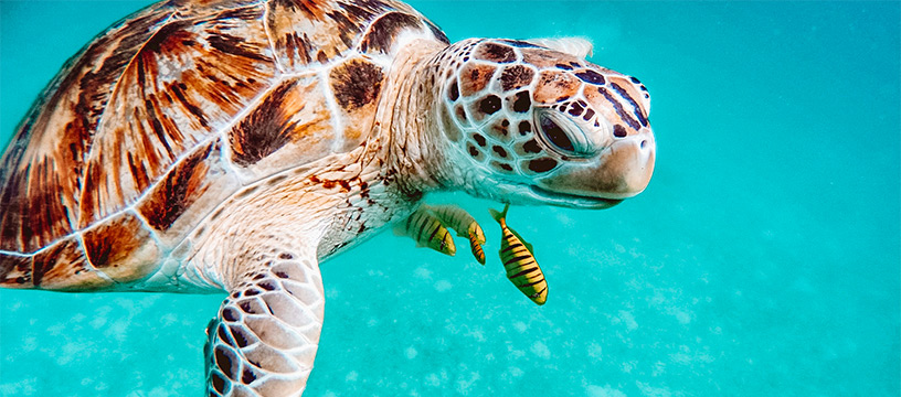 marine-life-turtle-maldives