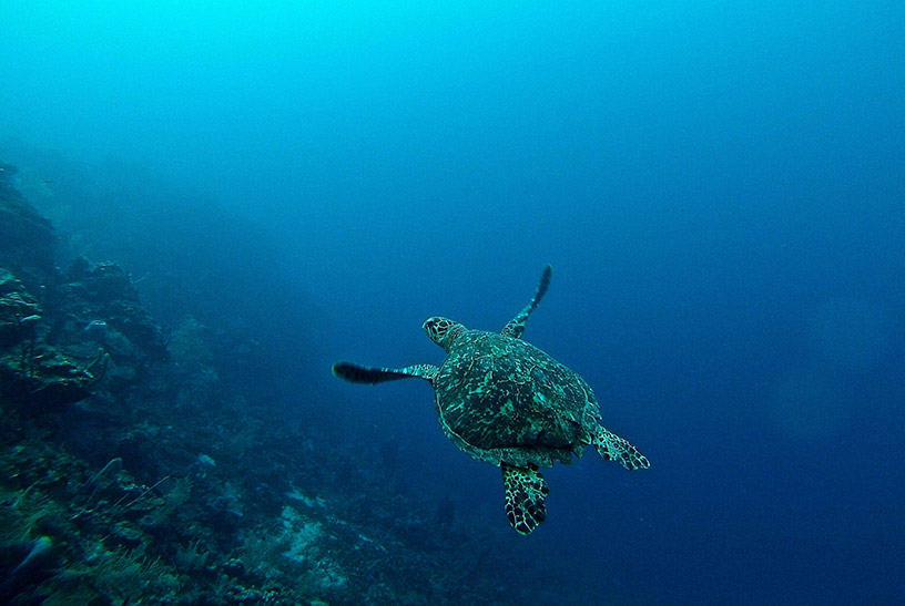 turtle in ocean