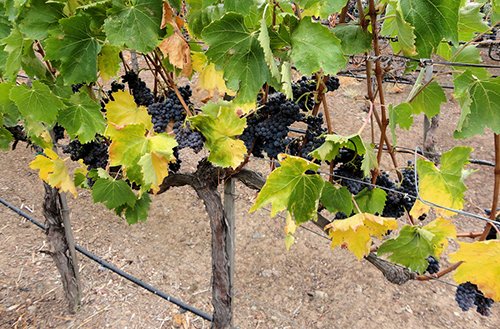 Ripe grapes hang heavy from their vines at the Viansa Vineyard and Winery in Sonoma County, California. This winery is part of one of the best wine regions in the USA.
