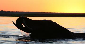 Elephant in water at sunset